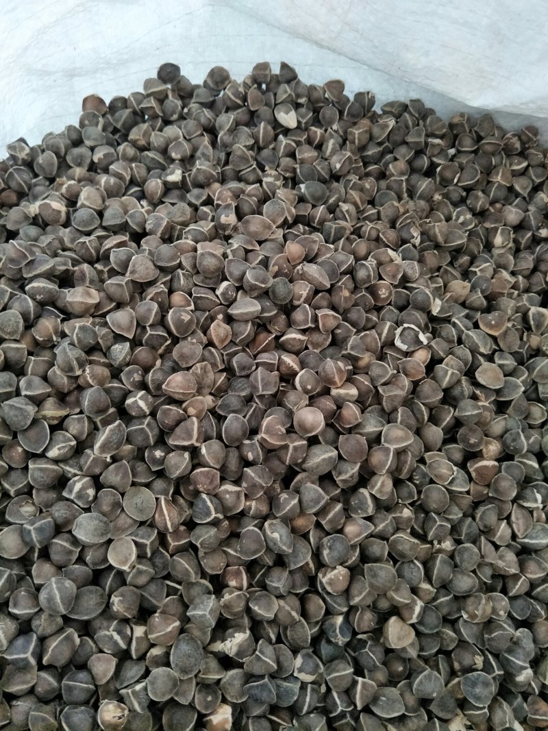 辣木籽产地直销量大从优大量批发