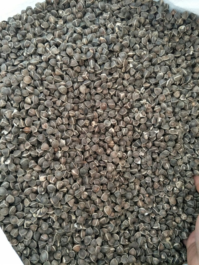 辣木籽产地直销量大从优大量批发