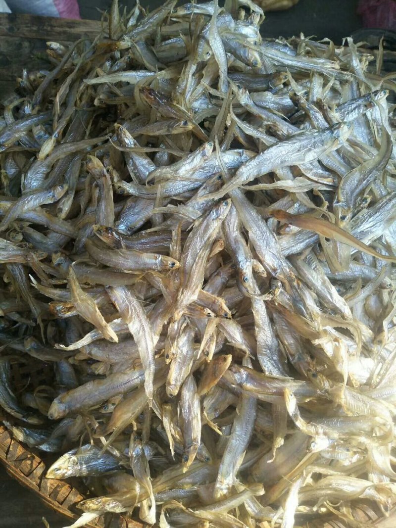 淡水毛刀鱼毛花鱼凤尾鱼干大量供应