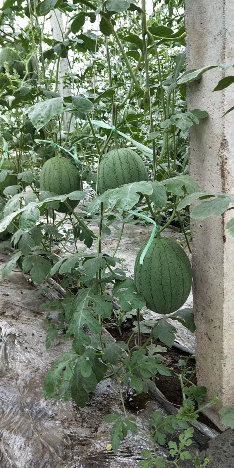 特小凤西瓜大量上市