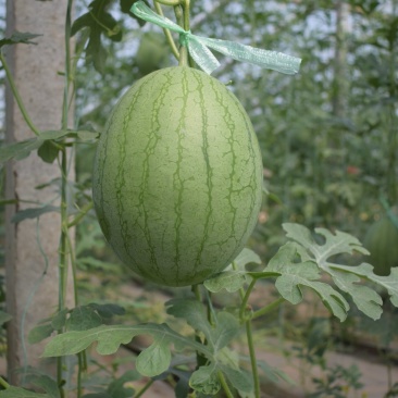特小凤西瓜大量上市