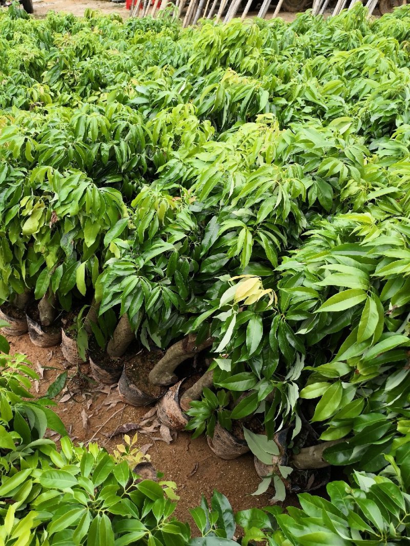 【精选】8公分左右荔枝桩头苗，荔枝高压苗，送货上门