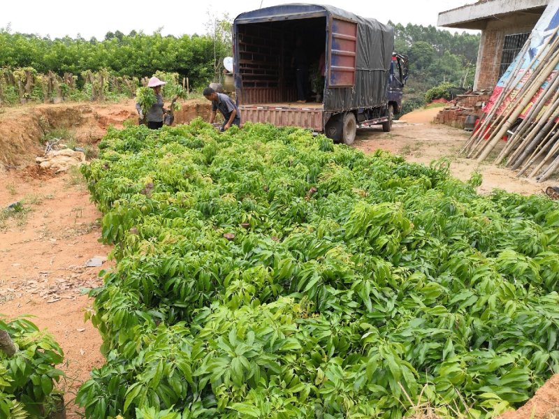 【精选】8公分左右荔枝桩头苗，荔枝高压苗，送货上门