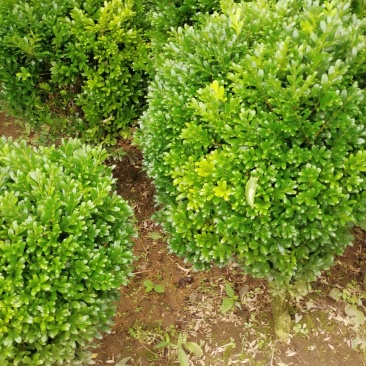 黄杨/产地直发品质好需要的老板☎️联系