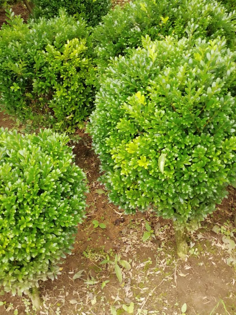 黄杨/产地直发品质好需要的老板☎️联系