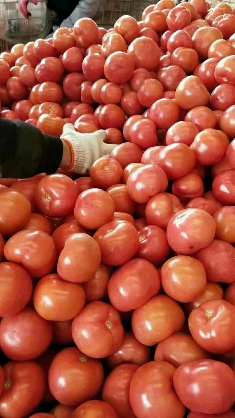 现货西红柿