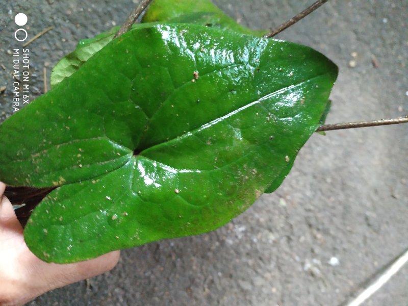 广东省粤北地区天然野生中草药材细辛