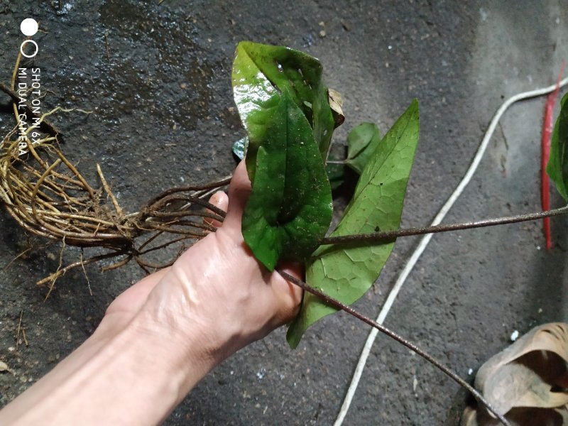 广东省粤北地区天然野生中草药材细辛