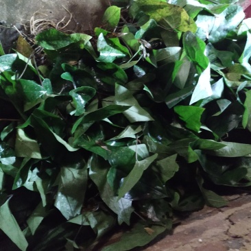 广东省粤北地区天然野生中草药材细辛