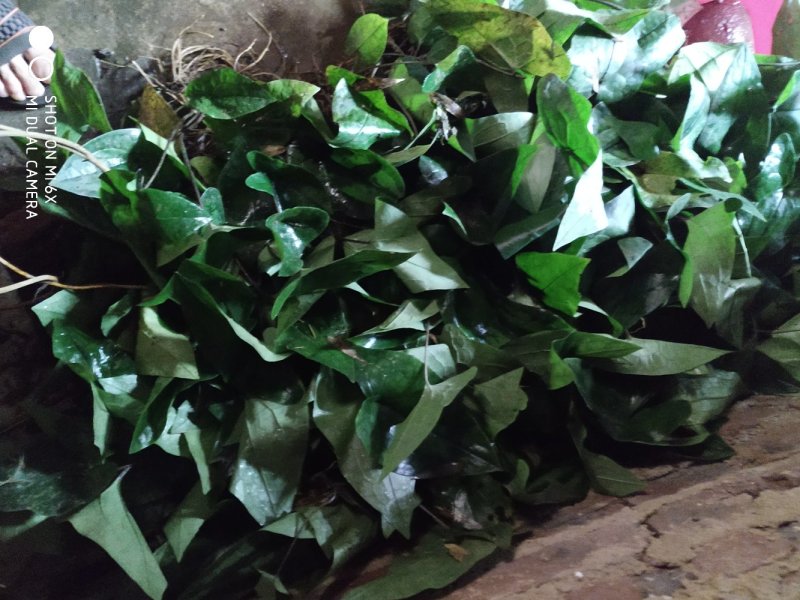 广东省粤北地区天然野生中草药材细辛