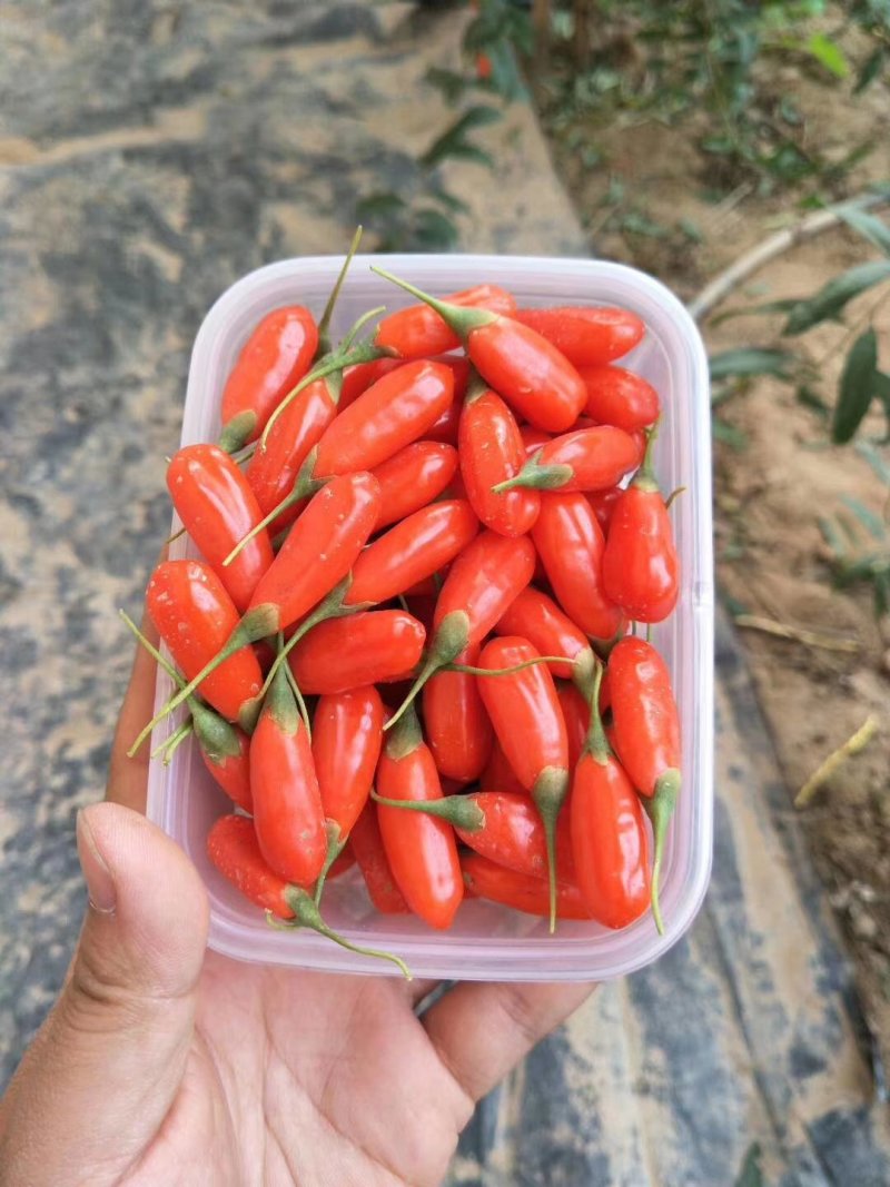 🌱无添加.无硫🌱宁夏产地直销👍👍