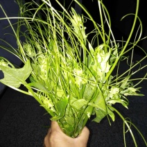 龙须菜