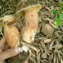 野生牛肝菌大脚菇鲜货干片