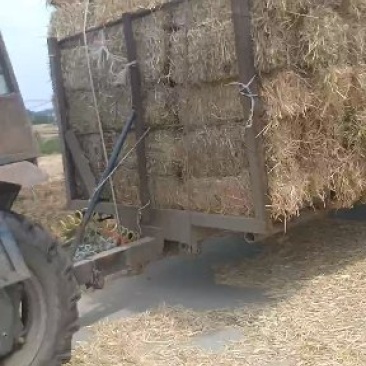 小麦秸秆