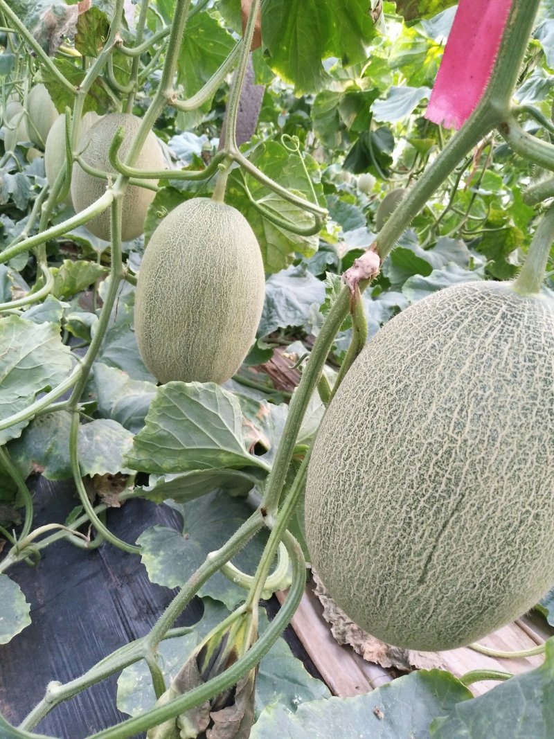 小蜜25号，产地直供，专供水果市场，超市，电商，