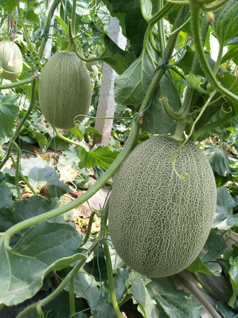 小蜜25号，产地直供，专供水果市场，超市，电商，