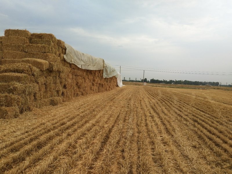 小麦秸秆