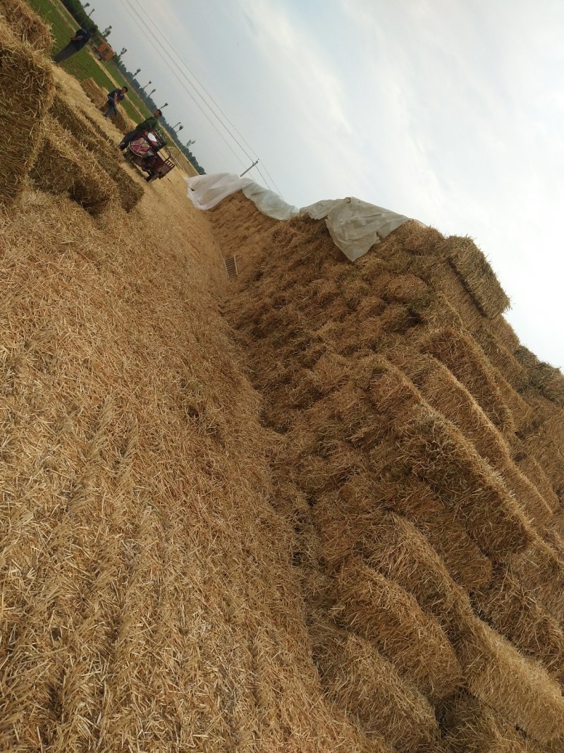 小麦秸秆