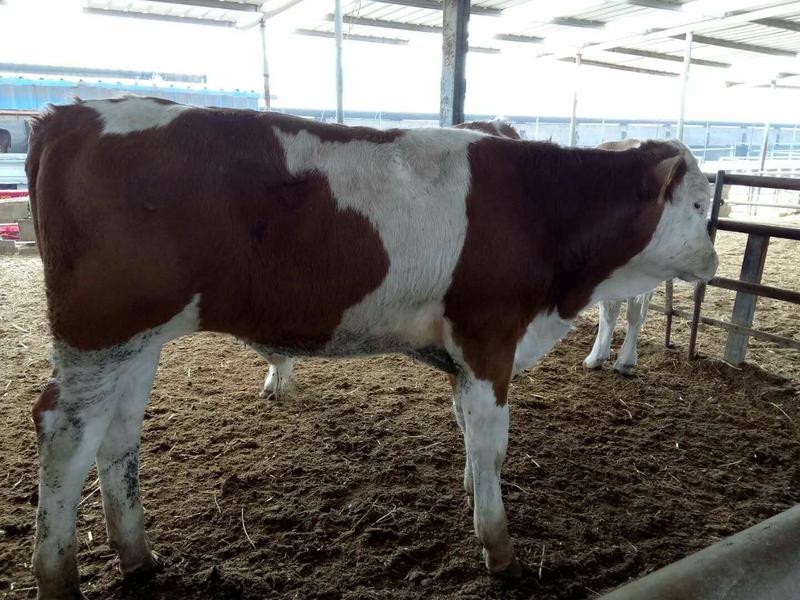 西门塔尔牛怀孕牛免费送货到家付款包成活送铡草机