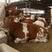 西门塔尔牛怀孕牛免费送货到家付款包成活送铡草机