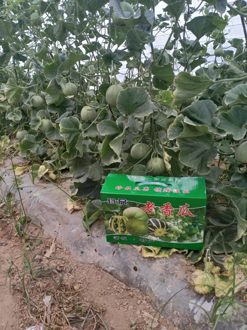 吊蔓脆瓜
