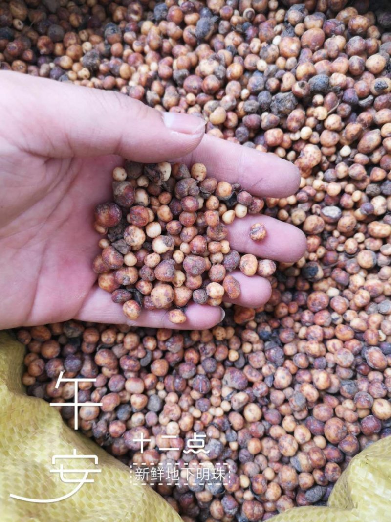 新鲜地下明珠陈伤子落地珍珠一斤