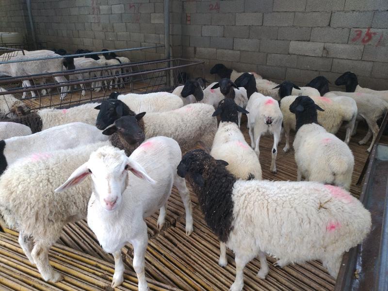 杜泊羊全国免费送货诚信养殖场家直销包成活
