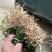 麦冬草