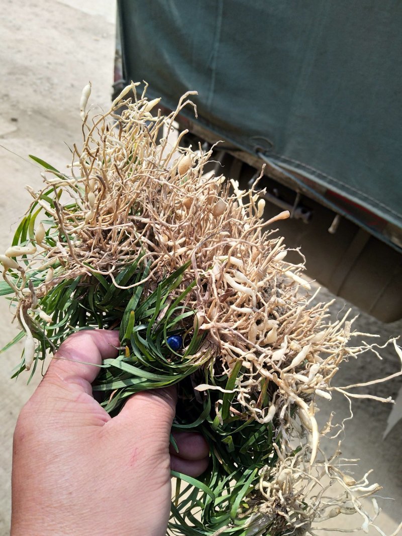 麦冬草