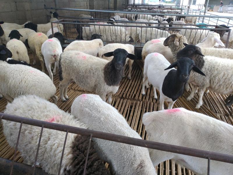 杂交羊免费送货场内随意挑选免费送货提供技术