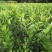广东香水柠檬,台湾香水柠檬,无籽青柠,品种保证