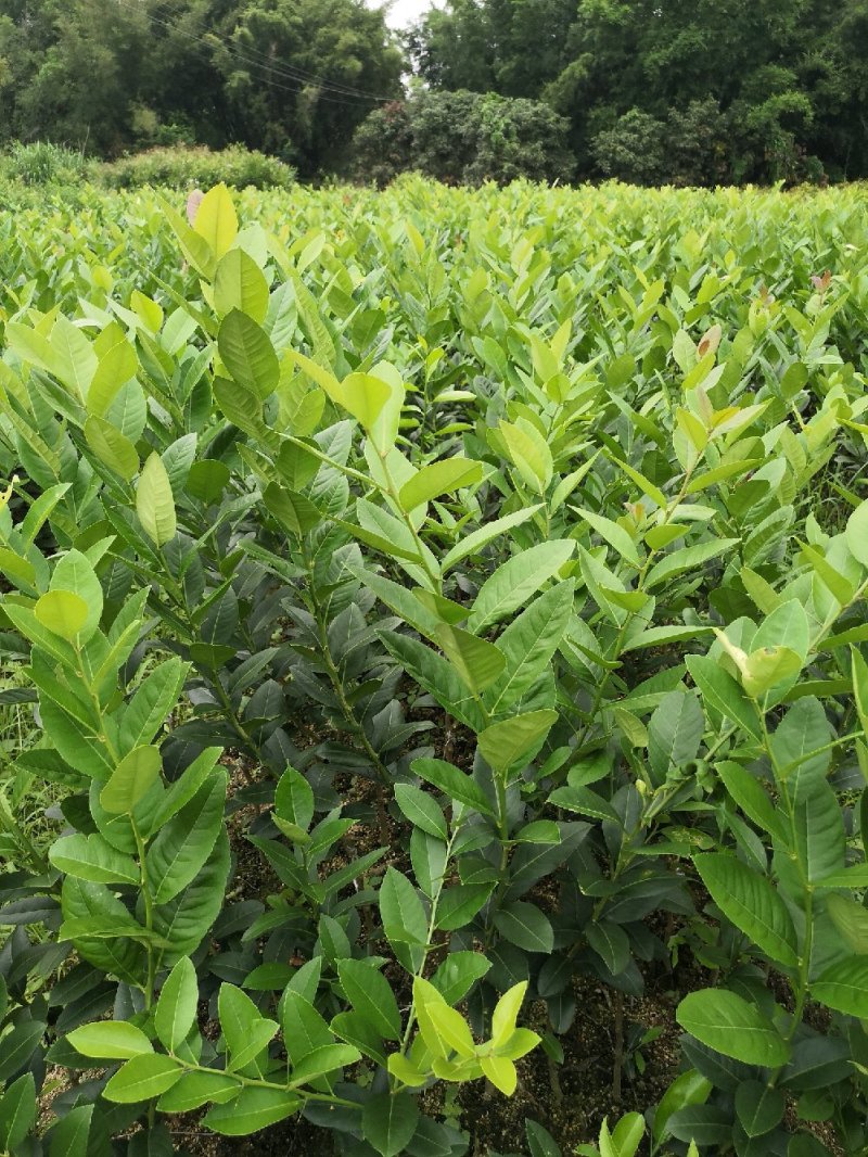 广东香水柠檬，台湾香水柠檬，无籽青柠，品种保证
