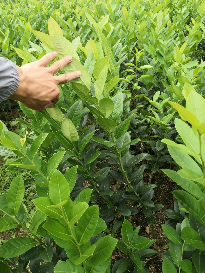 广东香水柠檬，台湾香水柠檬，无籽青柠，品种保证