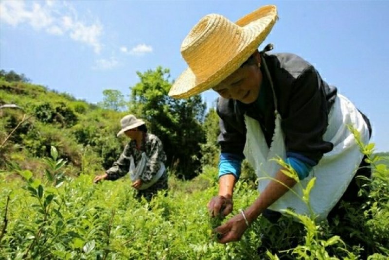 纯天然野生藤茶养生茶