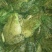 牛蛙，牛蛙，牛蛙，牛蛙，牛蛙。