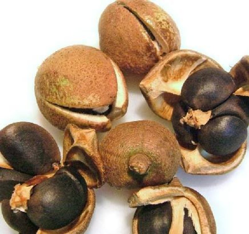 油茶苗，带营养杯，成活率百分之九十九以上