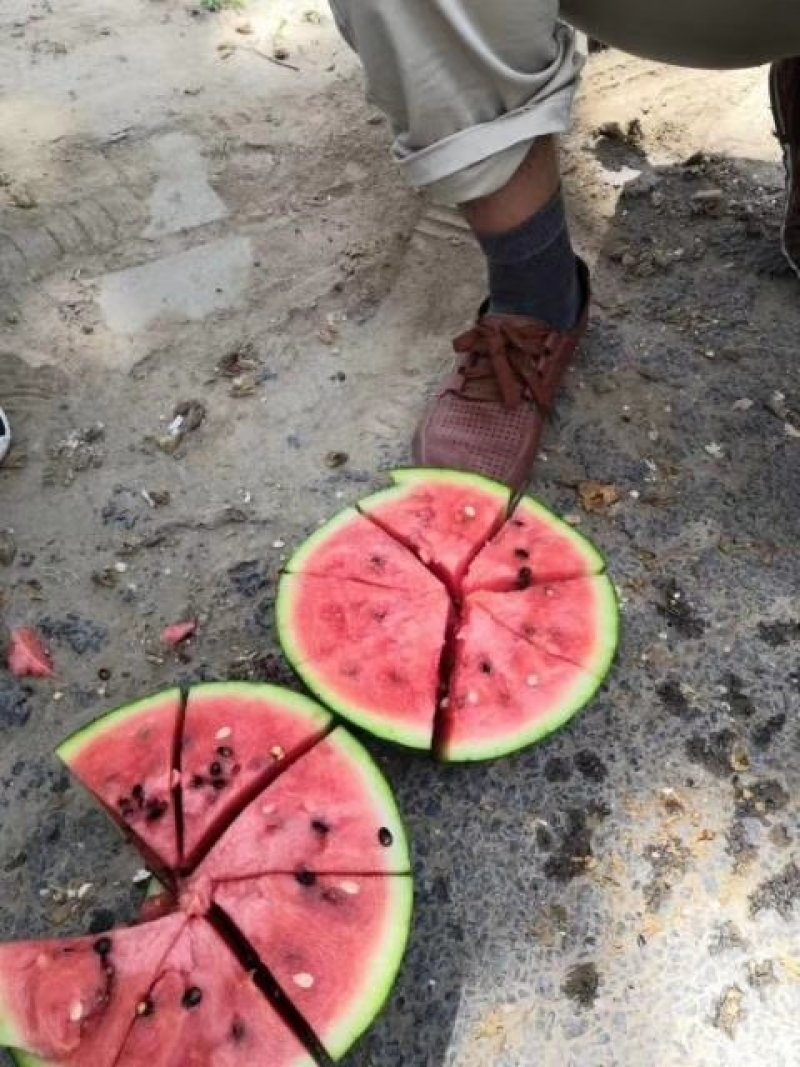甜王，西瓜大量上市预售
