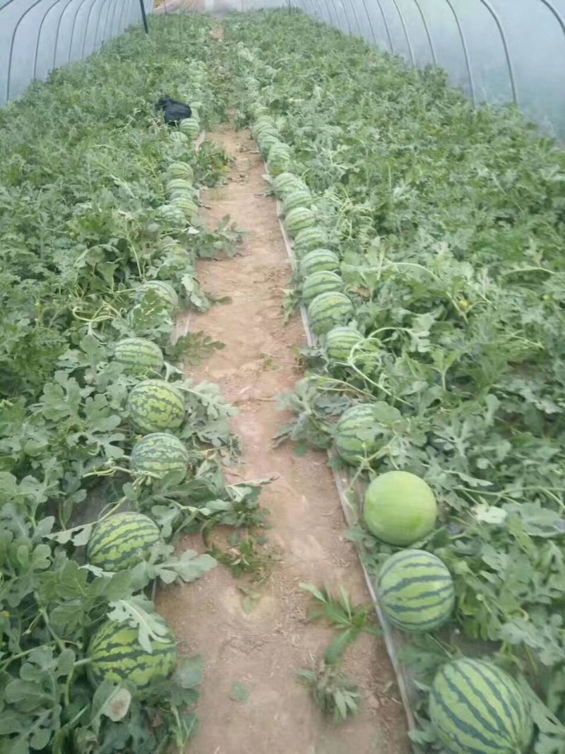 甜王，西瓜大量上市预售
