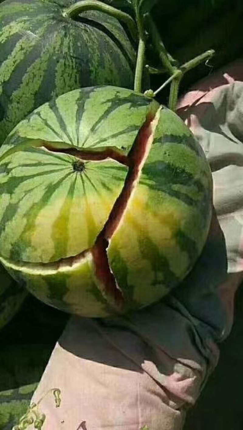 甜王，西瓜大量上市预售