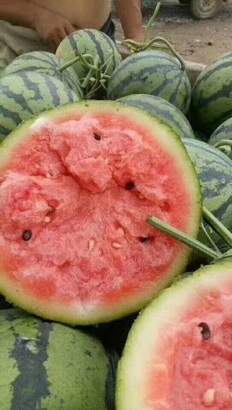 甜王，西瓜大量上市预售