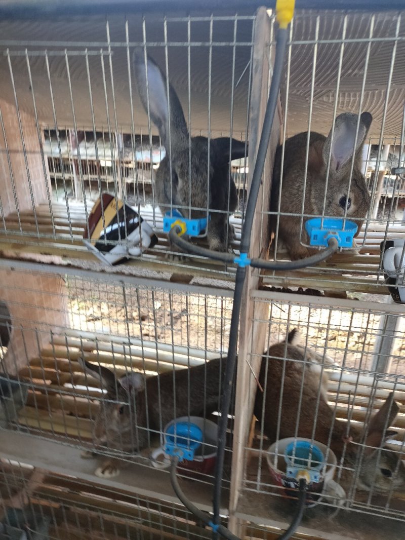 肉兔种兔
