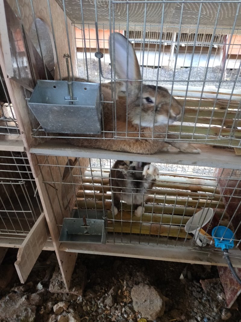 肉兔种兔