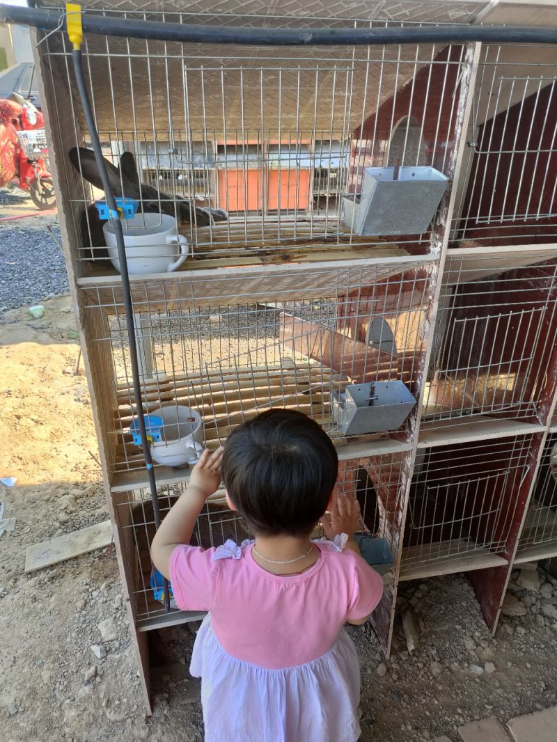 肉兔种兔