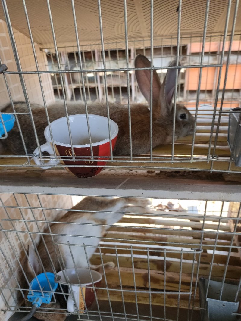肉兔种兔