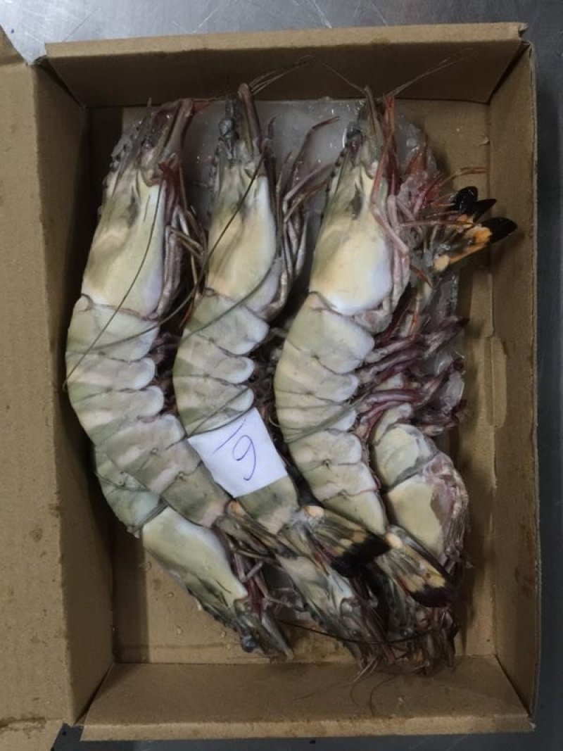 大鬼虾老虎虾天然海虾一公斤3条4条5条等都有