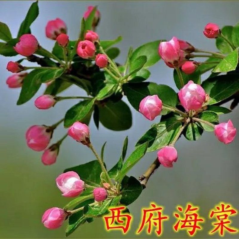 海棠树苗南方北方种植盆栽地栽西府四季常绿开花