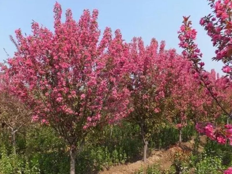 海棠树苗南方北方种植盆栽地栽西府四季常绿开花