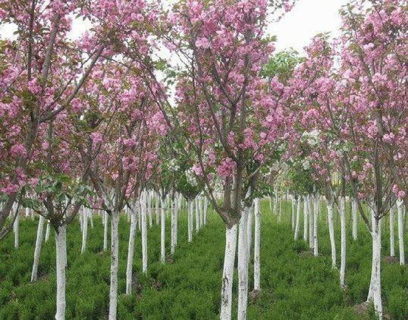 海棠树苗南方北方种植盆栽地栽西府四季常绿开花