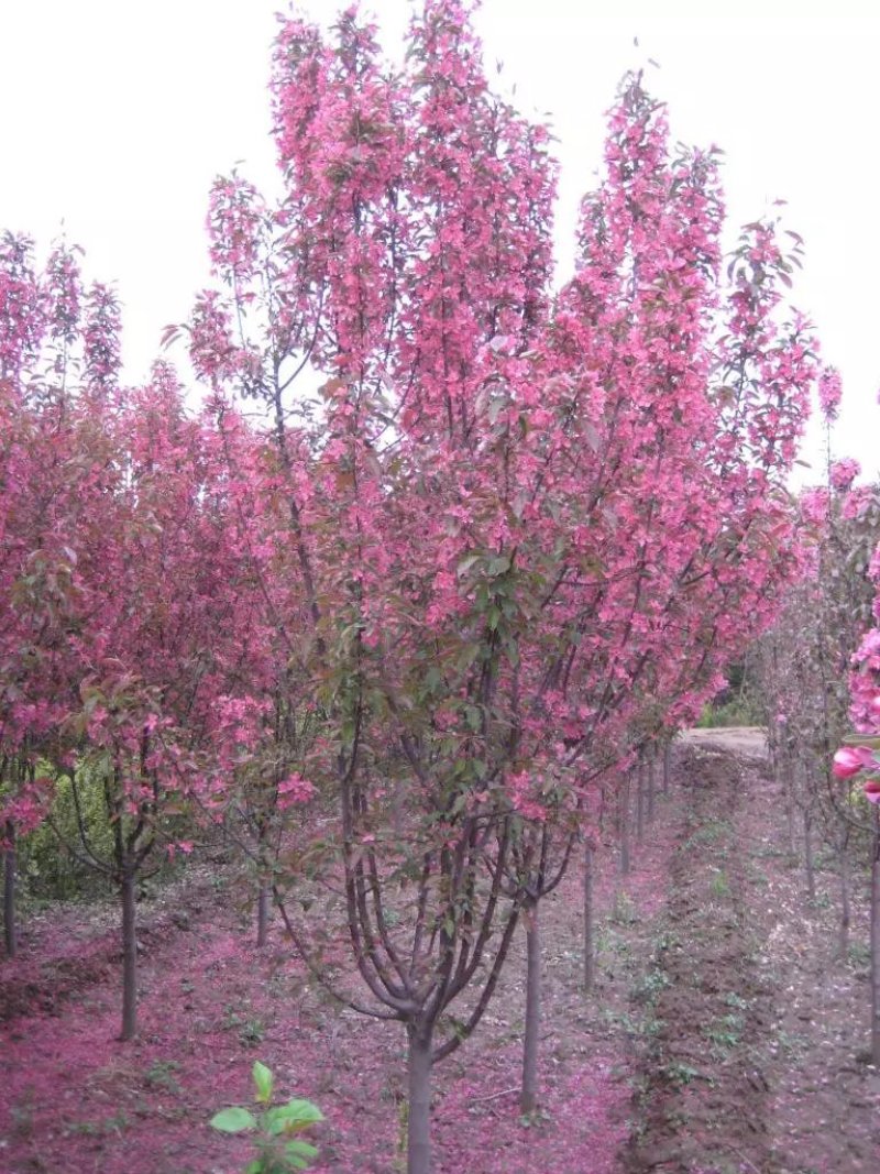 海棠树苗南方北方种植盆栽地栽西府四季常绿开花