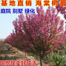 海棠树苗南方北方种植盆栽地栽西府四季常绿开花